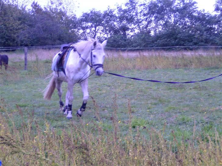 Anden særlig race Bonnie - Foto: Kathrine billede 6