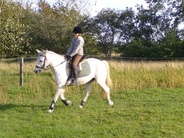 Anden særlig race Bonnie - Anden ridetur. Foto: Kathrine billede 9