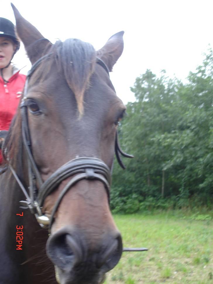 Oldenborg Starlight billede 17