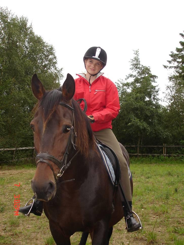 Oldenborg Starlight - Rigtig glade ! billede 6