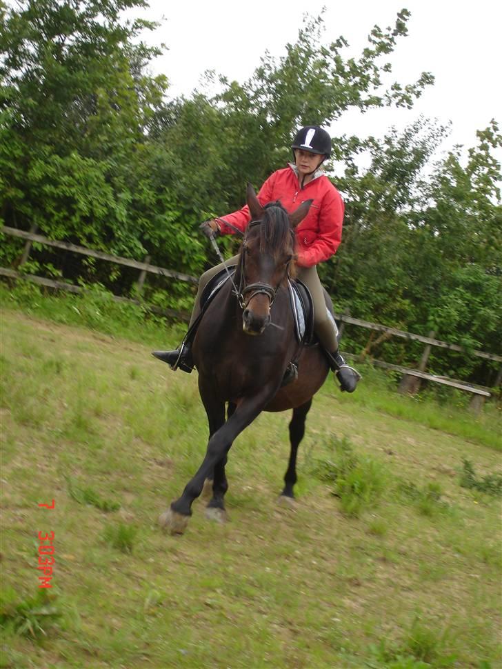 Oldenborg Starlight - Starlight der danser :P billede 2