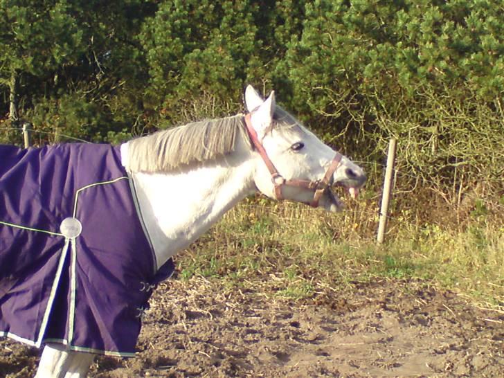 Anden særlig race Dj Gambler(tilbage sendt  - nøj jeg er træt....! billede 14