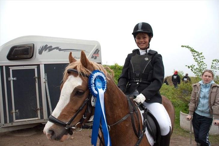 Welsh Pony (sec B) CeltonAristides *solgt* - 2.plads LB spring <3 billede 6