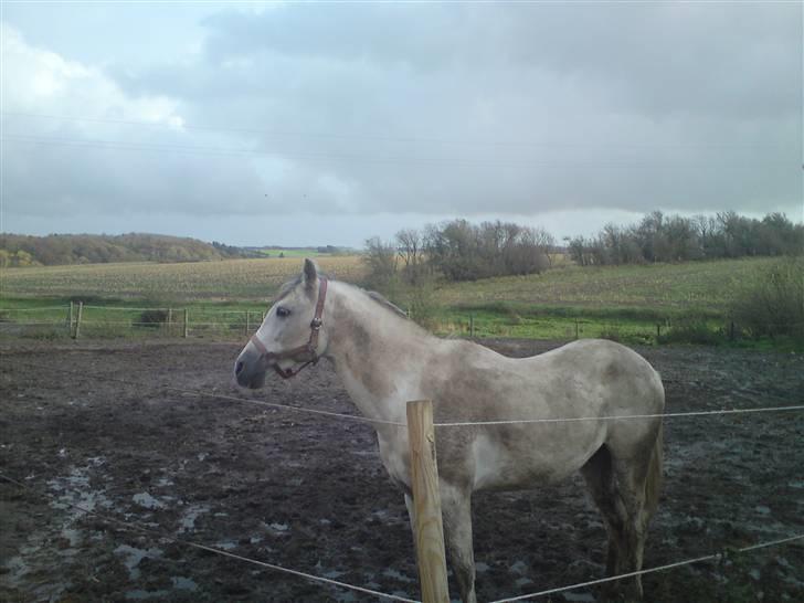 Anden særlig race Dj Gambler(tilbage sendt  - lækker ? eller bare lækker ? =) billede 15