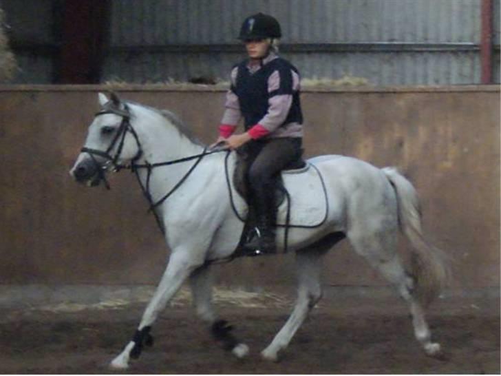 Anden særlig race Dj Gambler(tilbage sendt  - mig og min ejer.  dressur. billede 16