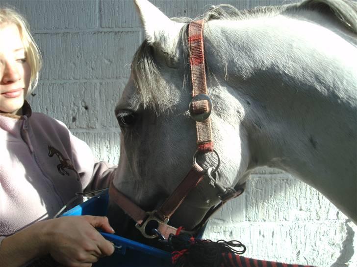 Anden særlig race Dj Gambler(tilbage sendt  - tørstig efter en god ride tur ;D billede 17