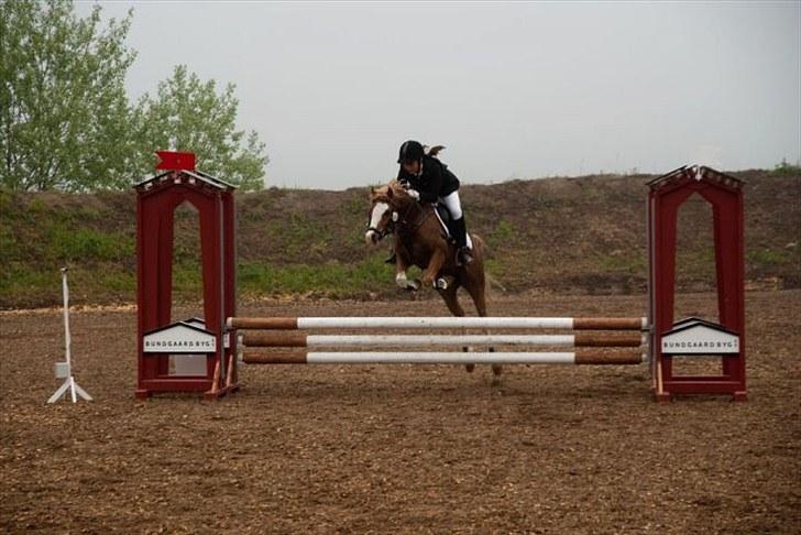 Welsh Pony (sec B) CeltonAristides *solgt* - Han springer godt nok højt over springet (: <3 billede 7