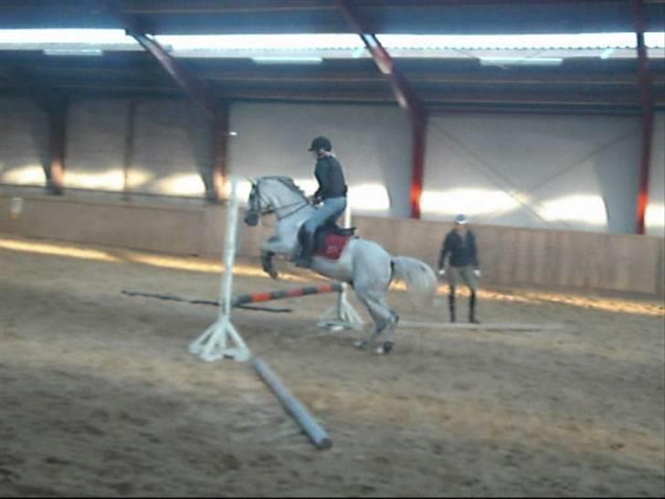 Anden særlig race Dj Gambler(tilbage sendt  - mig og min ejer ..spring dressur... billede 18