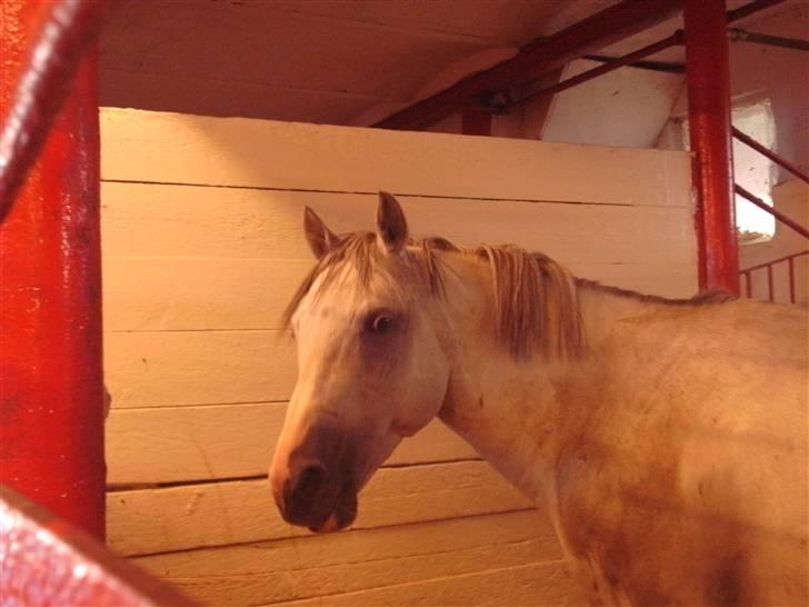 Anden særlig race Dj Gambler(tilbage sendt  - kommer du med mad nu ??;D billede 19