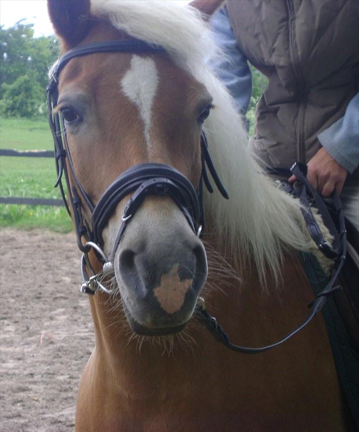 Haflinger Wonder - 1. Velkommen til Wonder´s profil! :D billede 1