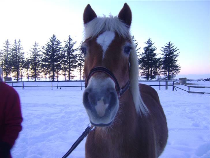 Haflinger Wonder - 2. Hej med dig! // Sofie. billede 2