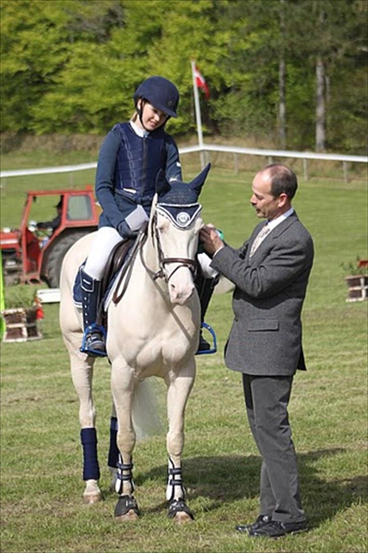 Palomino Sandgravgård Ricko SOLGT billede 1