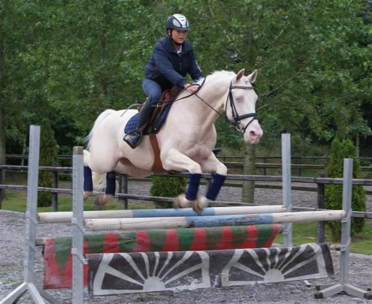 Palomino Sandgravgård Ricko SOLGT - da jeg var oppe og prøve ricko billede 2