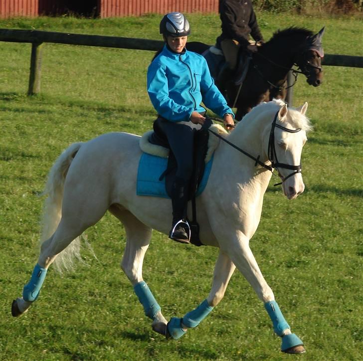 Palomino Sandgravgård Ricko SOLGT - første dag hjemme billede 3