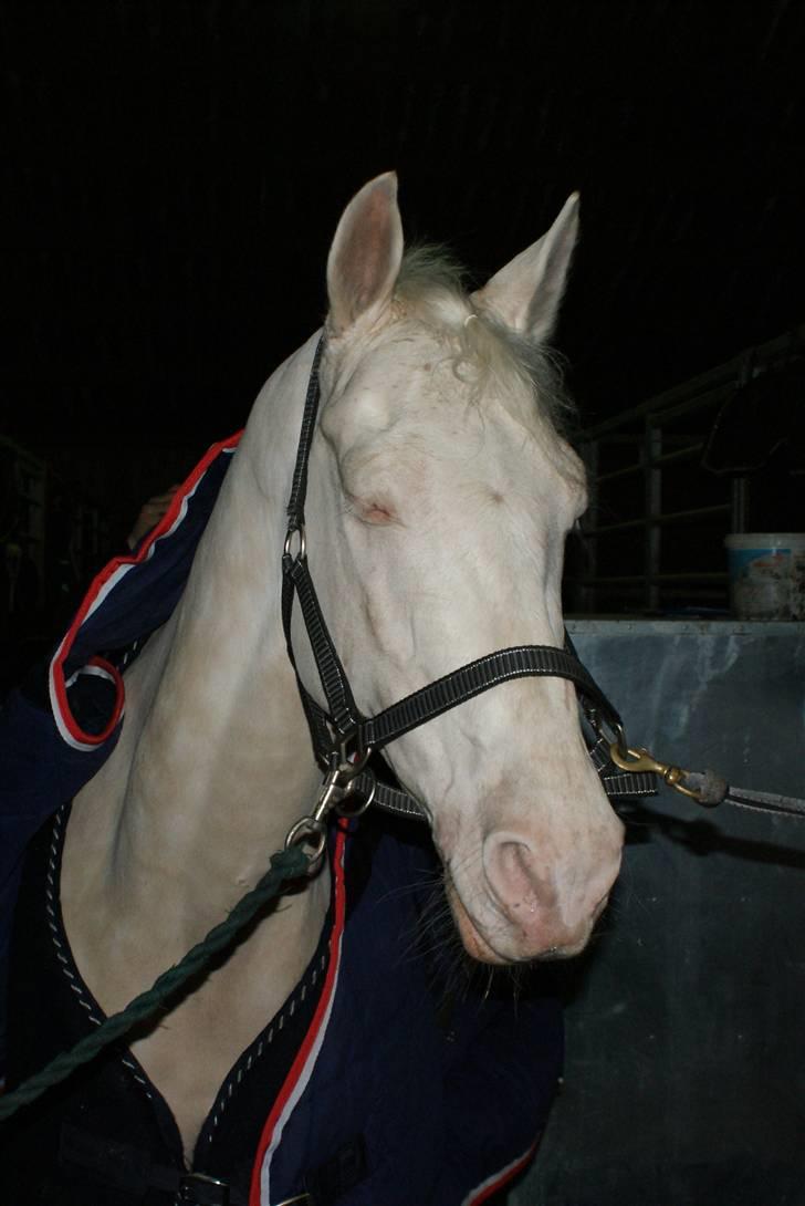 Palomino Sandgravgård Ricko SOLGT billede 4