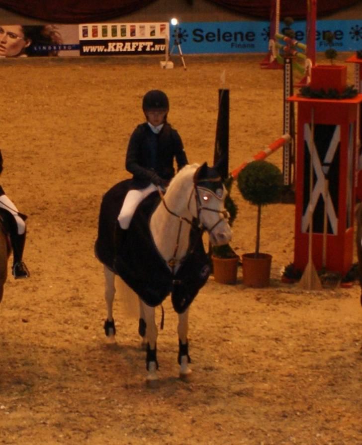 Palomino Sandgravgård Ricko SOLGT billede 5