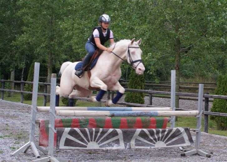 Palomino Sandgravgård Ricko SOLGT - nede og prøve Ricko billede 6