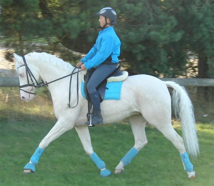 Palomino Sandgravgård Ricko SOLGT - første dag hjemme billede 7