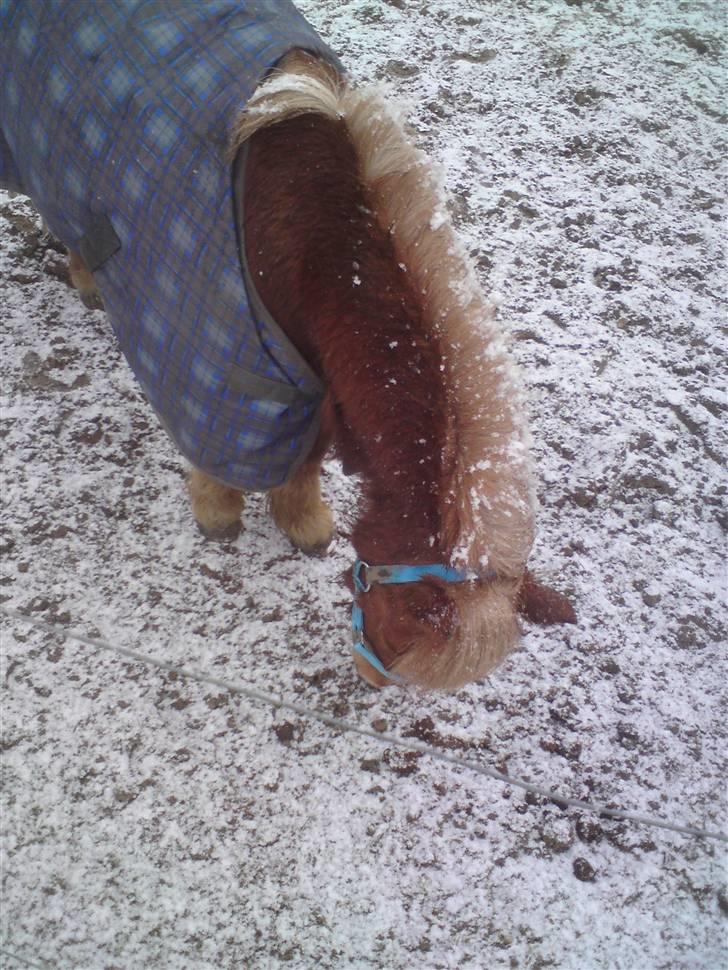 Shetlænder Annelundens Gry - gry elsker sne billede 13
