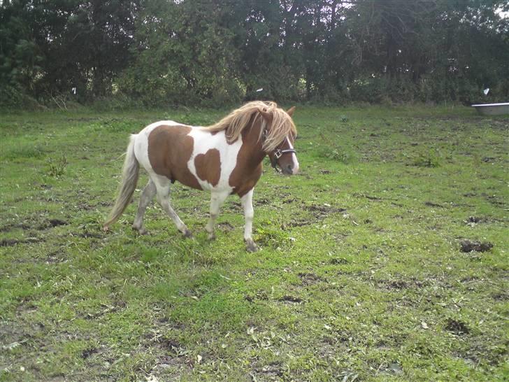 Anden særlig race *PlayBoy Solgt:'( billede 11