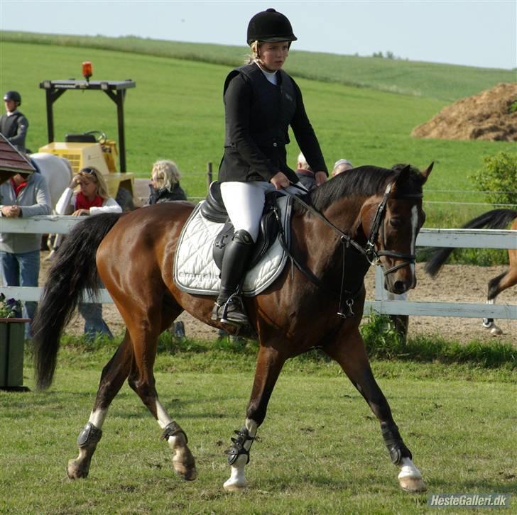 Anden særlig race Nørlunds Pokémon solgt - Silkeborg juni 09  billede 19