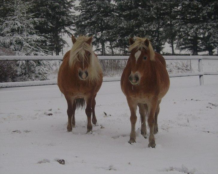 Haflinger Wonder - 3. Wonder og Angelique ude i den første jule-sne :) //  Mig. billede 3