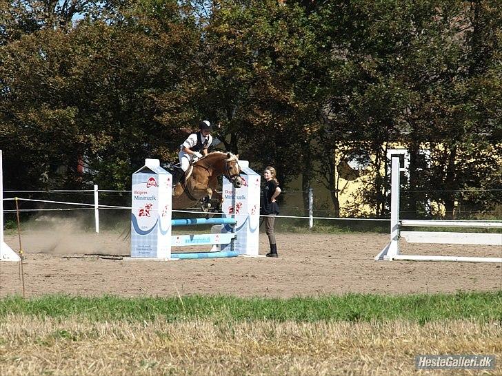 Haflinger Wonder - 4. Derby :) // Malou. billede 4