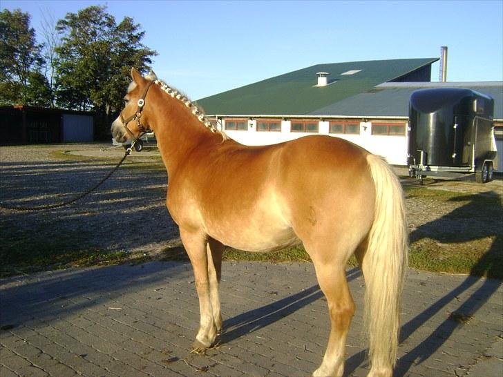 Haflinger Wonder - 6. Til stævne i Bjergby :) // Sidsel. billede 6