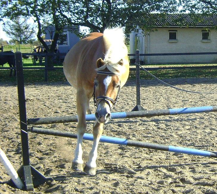 Haflinger Wonder - 7. Løsspringning :) // Camilla. billede 7