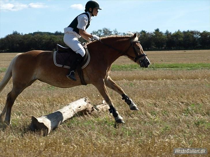 Haflinger Wonder - 9. Derby :) // Malou. billede 9
