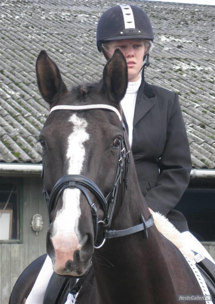 Dansk Varmblod Malue Åbo - 11. Nibe Cup inden præmieoverrækkelse, jeg ligner noget der er løgn, men Malue er fin som altid :) Tak til fotograf Lea :) billede 11