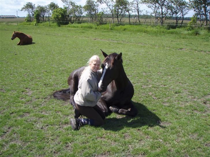 Dansk Varmblod Malue Åbo - 6. Solskinsvejr og æbler, bli´r det bedre? Fotograf: Bjørn billede 6