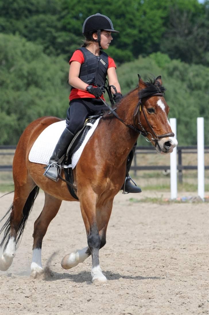 Anden særlig race Bastian - Part - R.I.P - Fejlfri hovedrunde i 50 cm spring billede 18