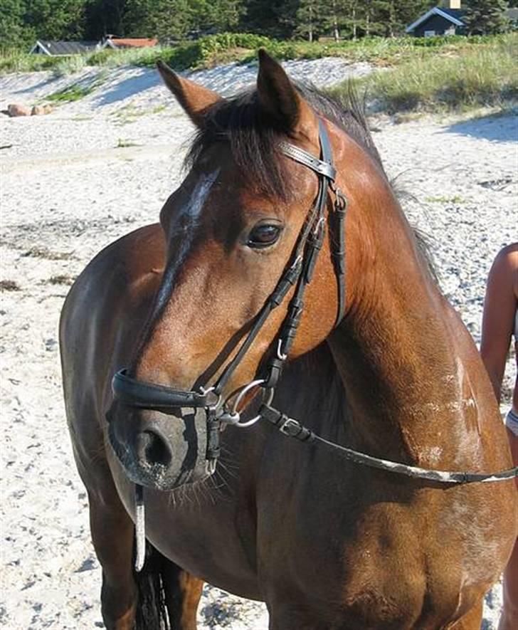 Anden særlig race Strauss - Strauss på stranden. Smukke pony! <3 billede 17