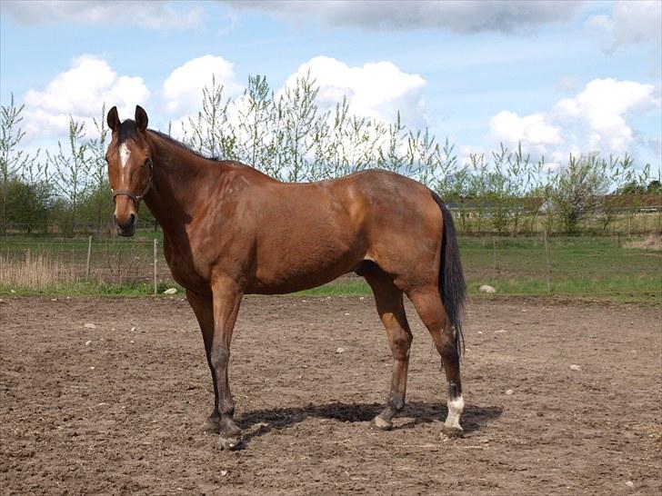 Fuldblod (XX) Little Wing - 11# En mudret Lille på folden (Foto; Far) billede 11