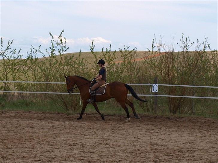 Fuldblod (XX) Little Wing - 12# Lille i galop (Foto; Far) billede 12