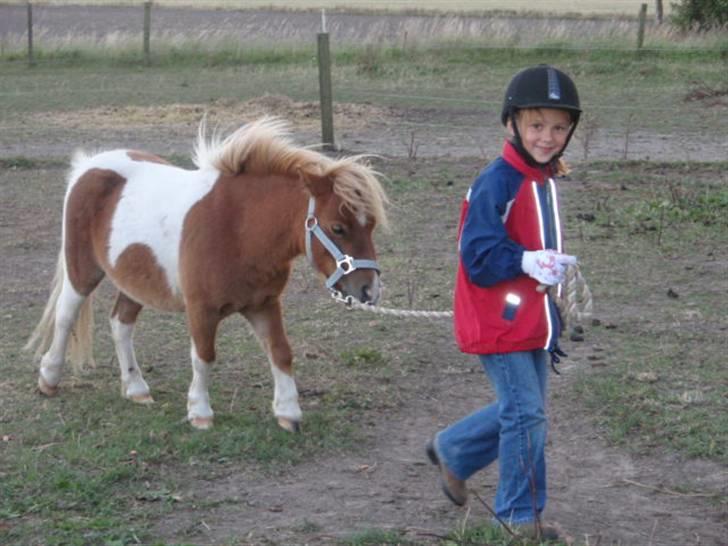 Anden særlig race Mongol (mongo) billede 8