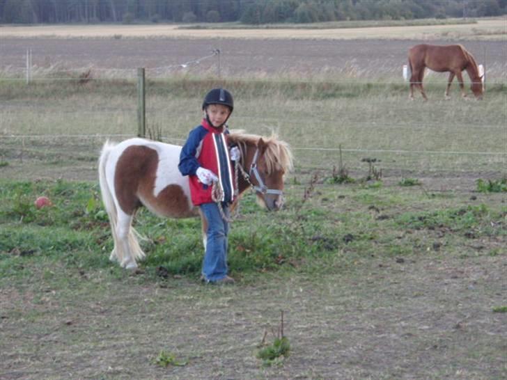 Anden særlig race Mongol (mongo) billede 9