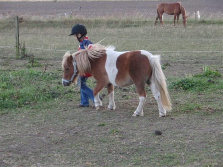 Anden særlig race Mongol (mongo) billede 12