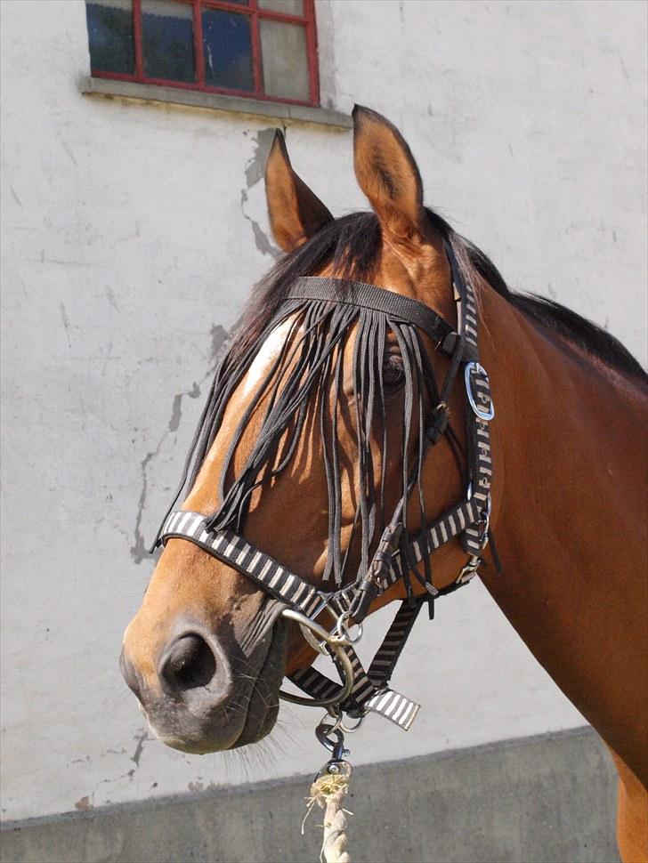 Fuldblod (XX) Little Wing - 13# NYT En dag hvor han stod stille helt af sig selv! (Foto; Mig) billede 13