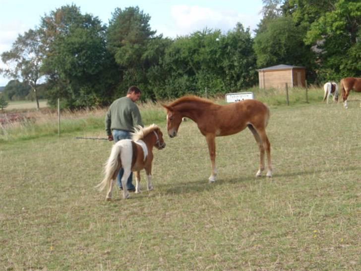 Anden særlig race Mongol (mongo) billede 13