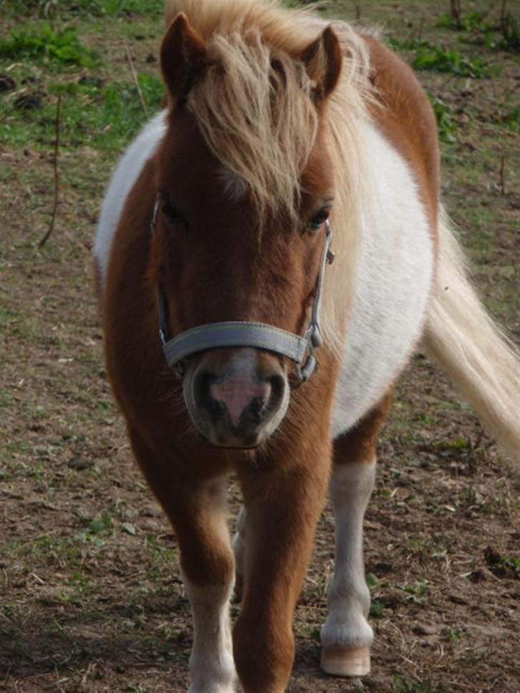 Anden særlig race Mongol (mongo) billede 14