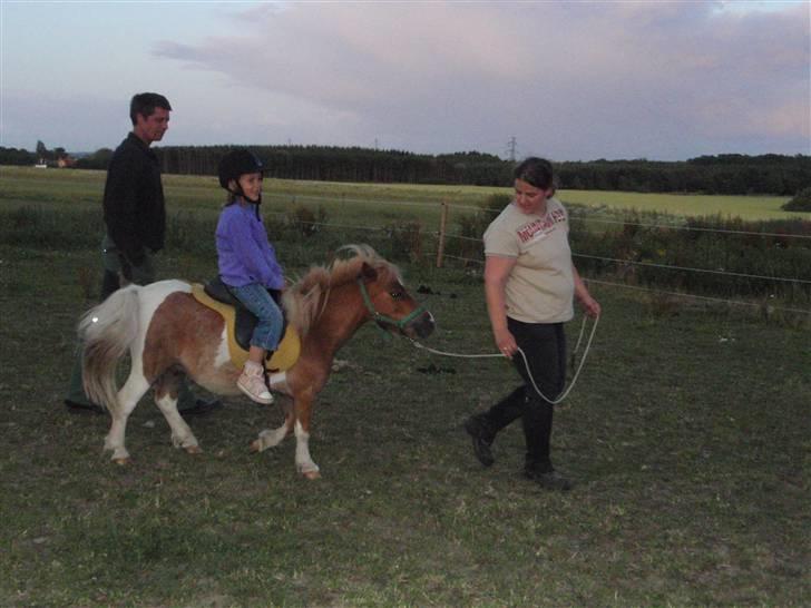 Anden særlig race Mongol (mongo) billede 15