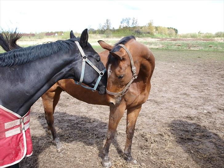 Fuldblod (XX) Little Wing - 15# Lille og hans homie Cupido på folden (Foto; Far) billede 15