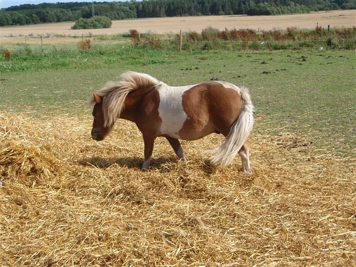 Anden særlig race Mongol (mongo) billede 16