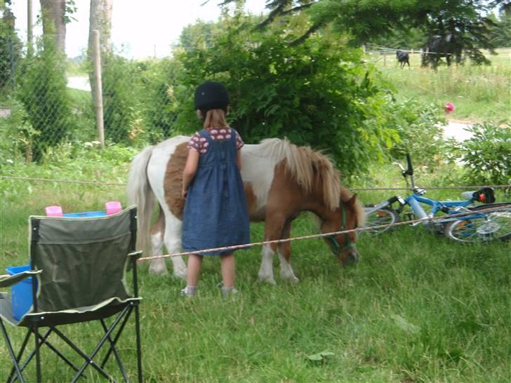 Anden særlig race Mongol (mongo) billede 11