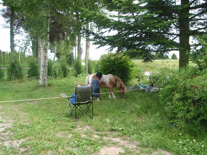 Anden særlig race Mongol (mongo) billede 17