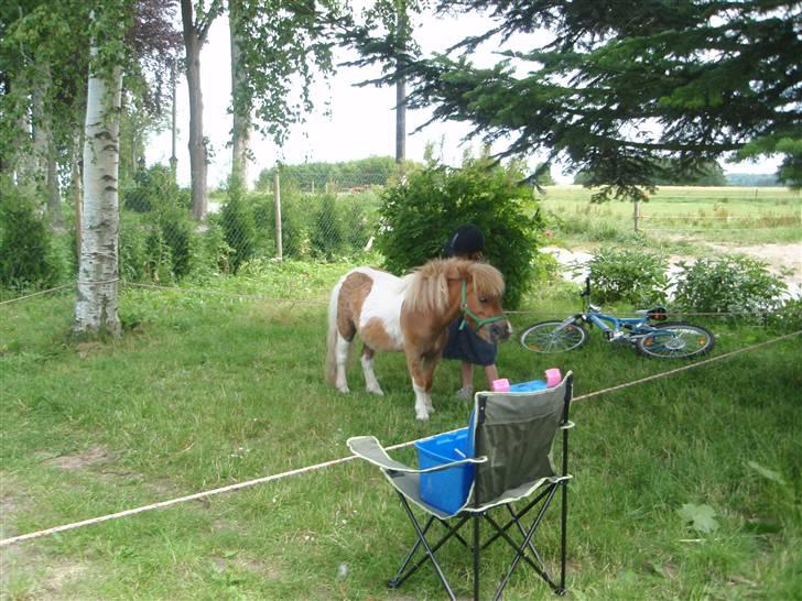 Anden særlig race Mongol (mongo) billede 10