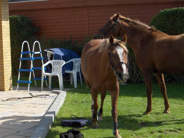 New Forest Soraya Solgt R.I.P - Pause på skridtturen med bla. Maggie hjemme i vores have billede 3