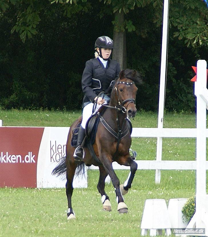 New Forest Offem Minos  Avlshingst - Minos og jeg til CPH horse show :) billede 20